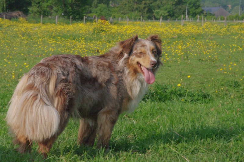 Boop's D'amour de la barbottiere