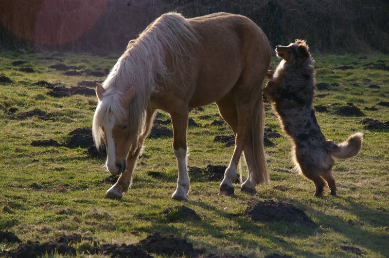 Boop's D'amour de la barbottiere