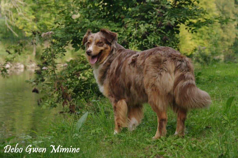 Boop's D'amour de la barbottiere