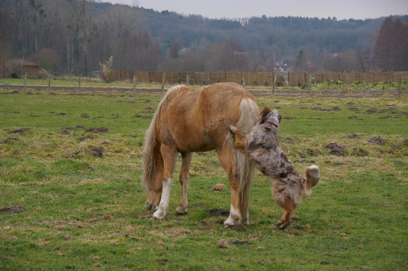 Boop's D'amour de la barbottiere