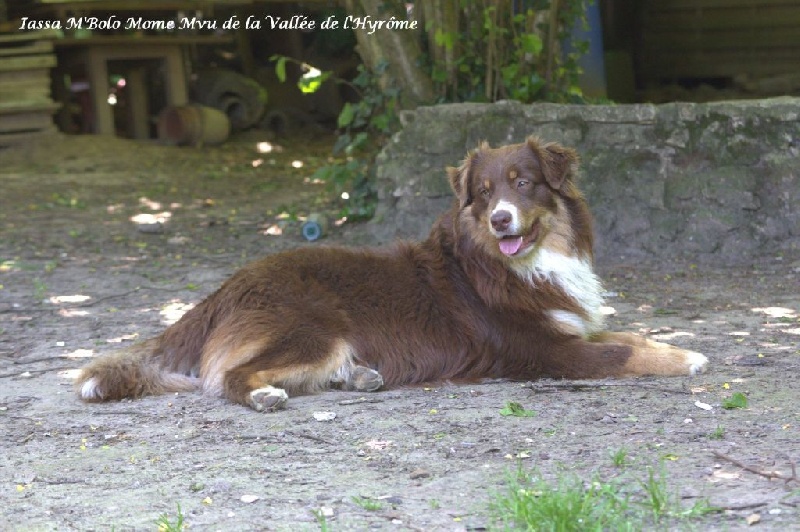 Iassa m'bolo mome mvu de la Vallée de l'Hyrome