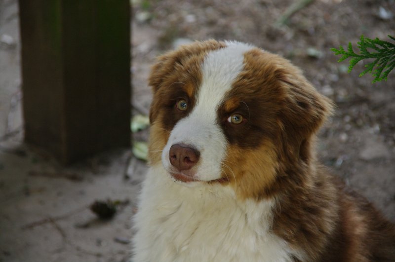 Enzo de l'Oeil du Cyclone