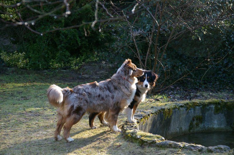 Boop's D'amour de la barbottiere