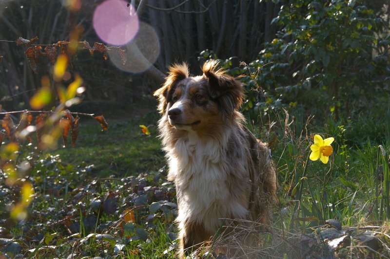 Boop's D'amour de la barbottiere