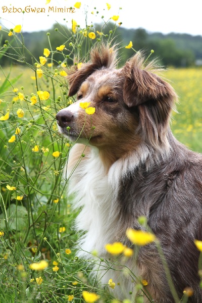 Boop's D'amour de la barbottiere