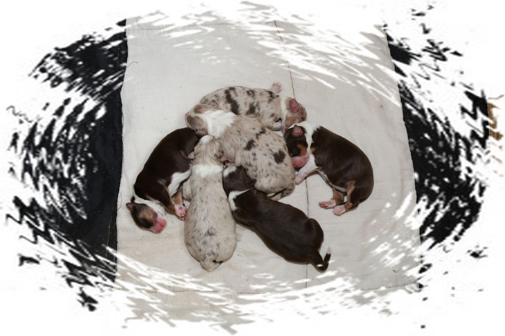 Debo Gwen Mimine - Chiots