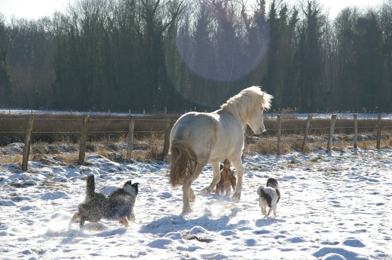 Equidé d'chien