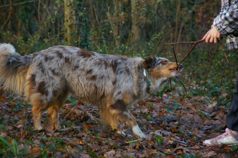 Canine Balle et Bâton de Berger