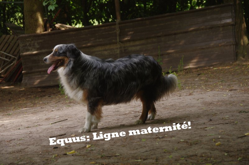 Les Eq Zo