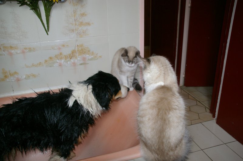 Eau' stralien